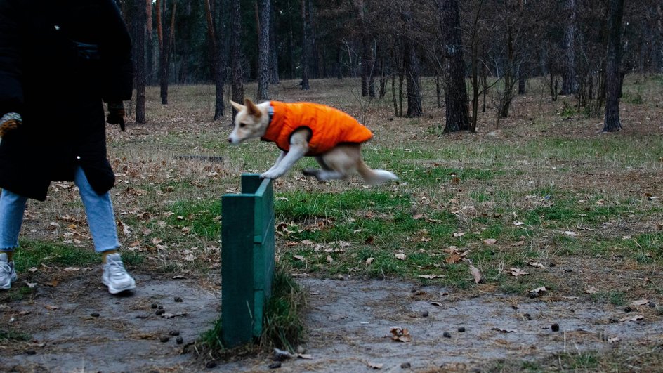 Хозяин дрессирует своего питомца