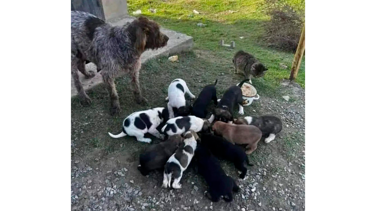 Собаку породы дратхаар с девятью щенками обнаружили в отдалении от города