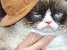 Grumpy Cat