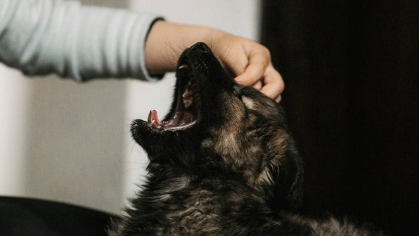 Собака подавилась: как оказать помощь, советы ветеринара