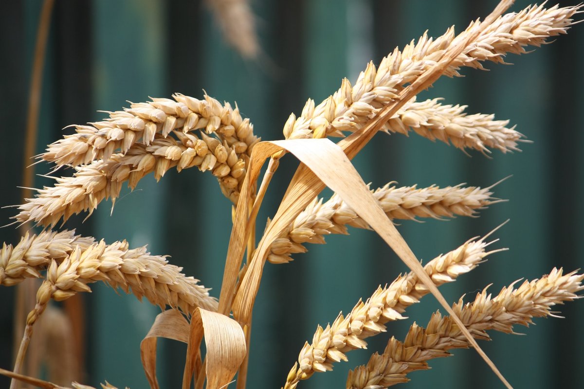 Пшеница - полезные свойства и калорийность, применение и приготовление,  польза и вред - Hi-chef.ru