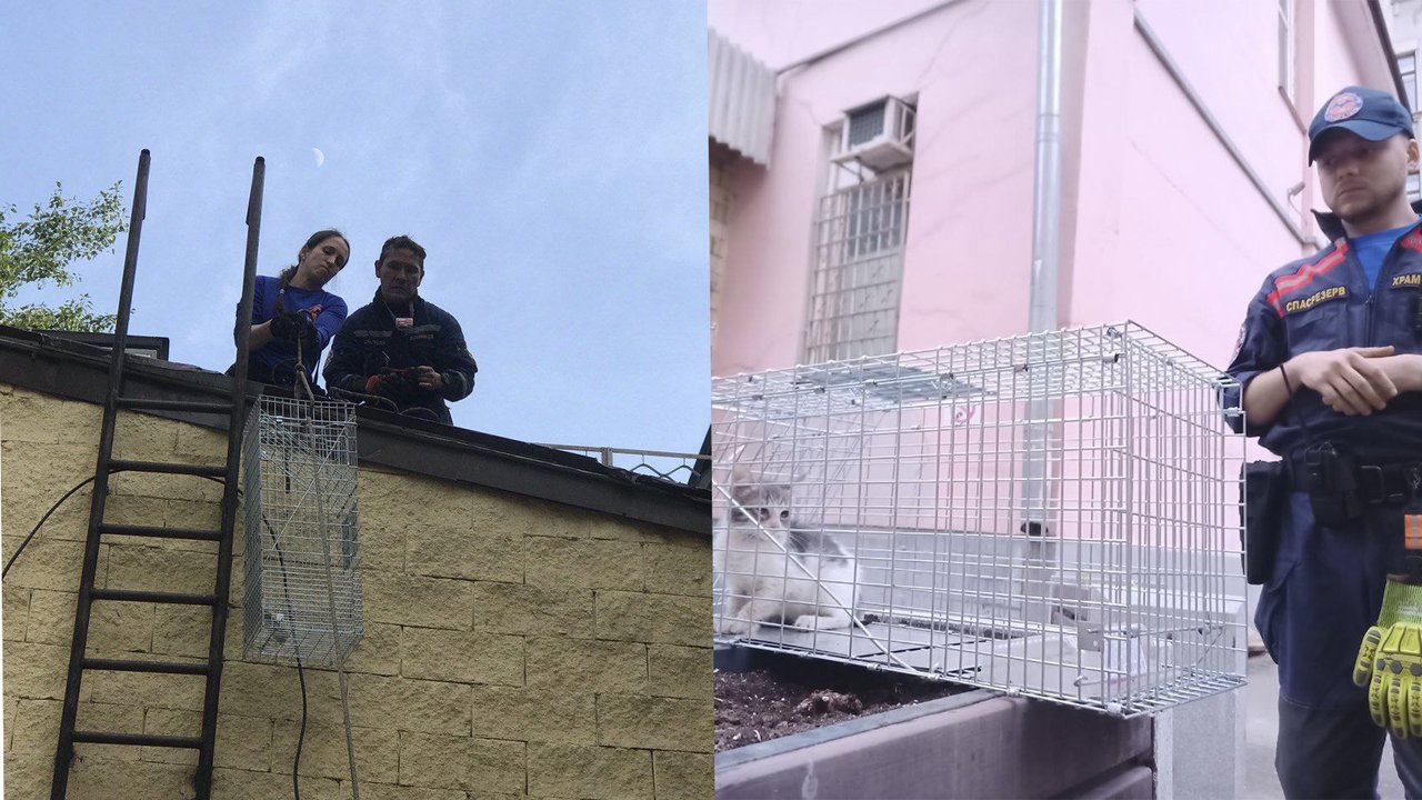 В Москве полдня спасали котят, отбившихся от мамы В Москве полдня спасали котят, отбившихся от мамы