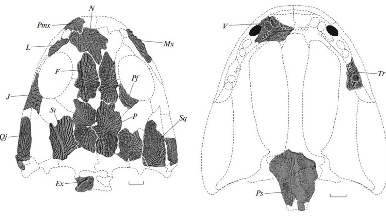 Реконструкция черепа Dvinosaurus gubini Uliakhin et Golubev, 2024 с дорсальной и вентральной сторон; масштабная линейка – 10 мм