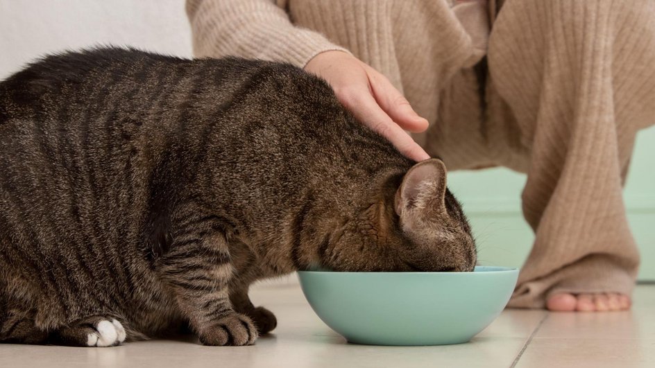 Кошка, которой колят инсулин, ест специализированный корм во время лечения сахарного диабета Кошка, которой колят инсулин, ест специализированный корм во время лечения сахарного диабета