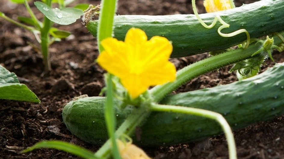 Чем подкормить огурцы: 8 удобрений для большого урожая