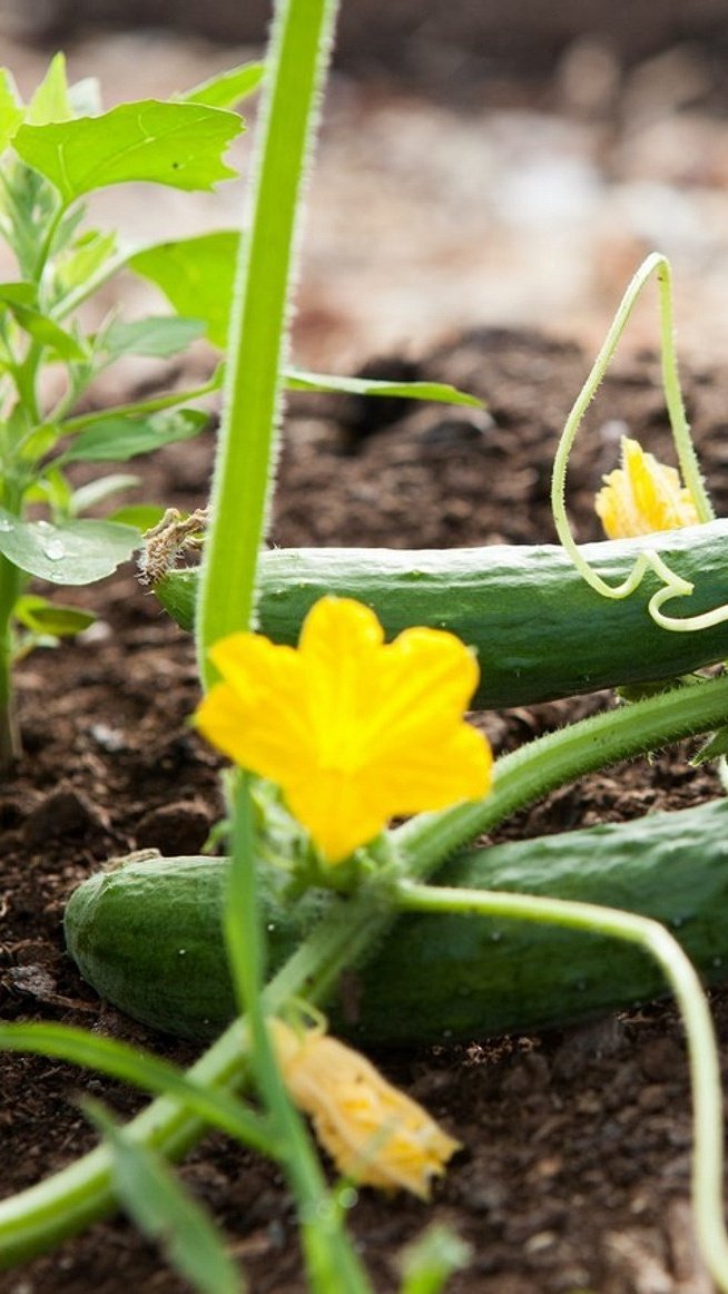 Jak krmit okurky: 8 hnojiv pro velkou sklizeň
