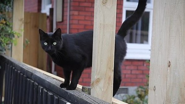 Кот-клептоман три года ворует вещи у соседей