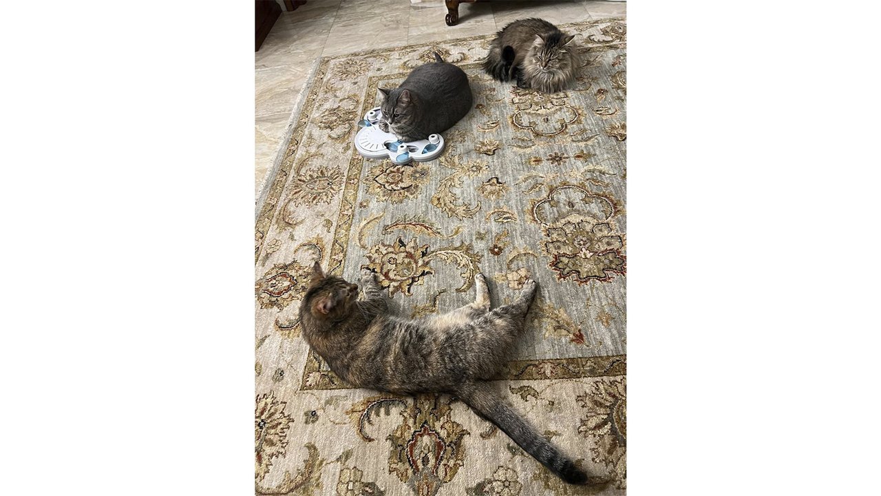 Кошки на полу Кошки на полу