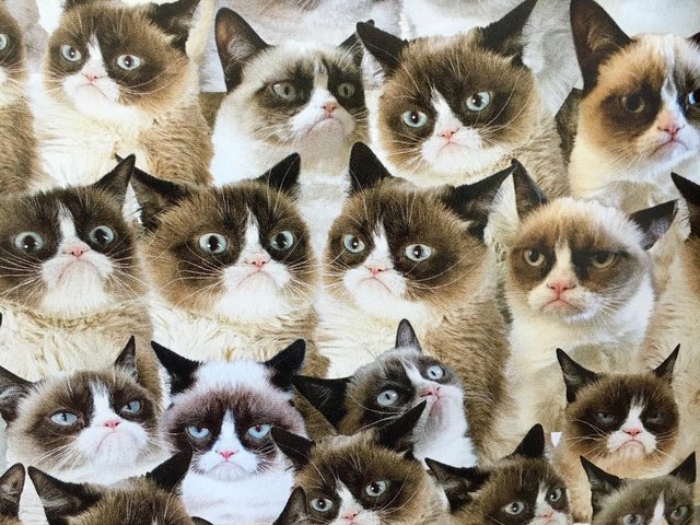 Жизнь без Grumpy Cat: мы скучаем