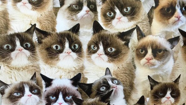 Жизнь без Grumpy Cat: мы скучаем