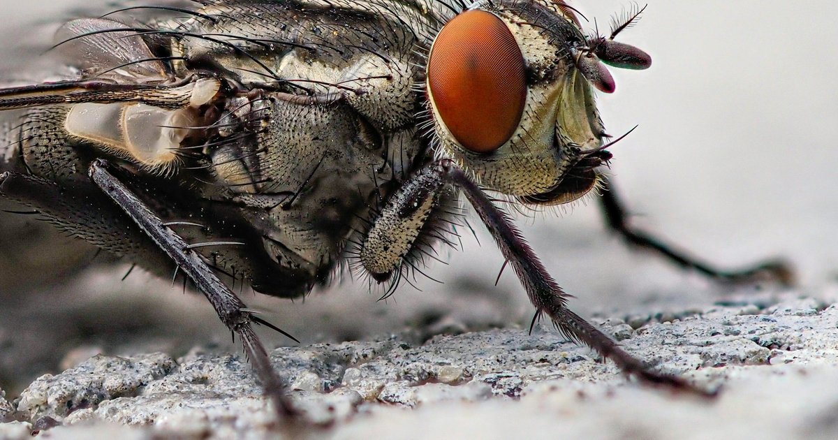 В сети показали муху в паутине под микроскопом