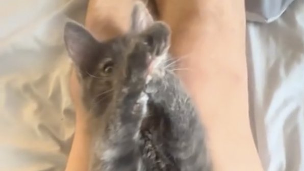 Вы в танцах: котенок устроил брейк-данс