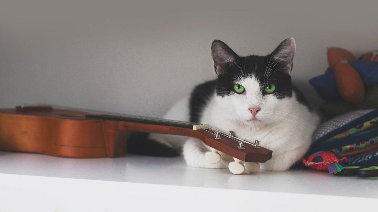 Какая музыка нравится кошкам? Ни за что не догадаетесь! - Питомцы Mail.ru
