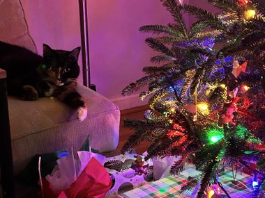 Кошка с елкой