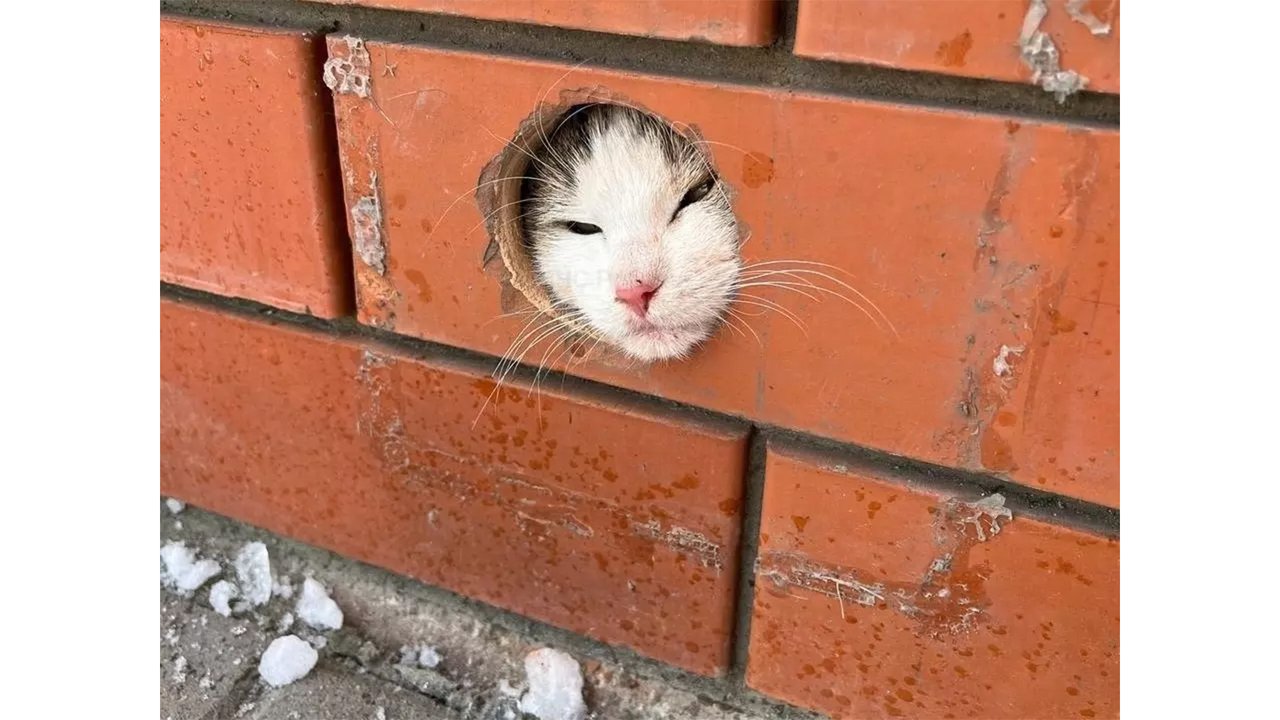 Кот застрял в трубе — пришлось воспользоваться болгаркой Кот застрял в трубе — пришлось воспользоваться болгаркой