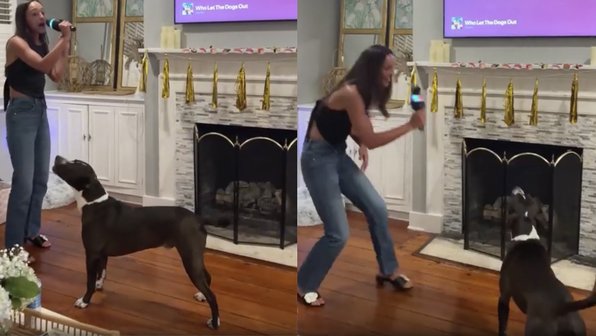 Who let the dogs out: собака исполнила песню в караоке