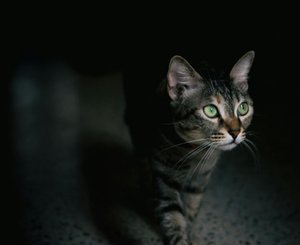Кошка в темноте