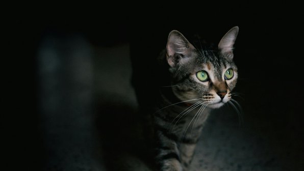 Почему кошка издает странные звуки по ночам
