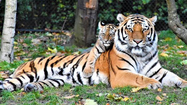 В зоопарке Барнаула в один день родились восемь тигрят