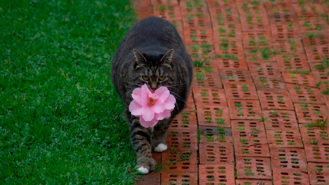 Кошка приносит цветы