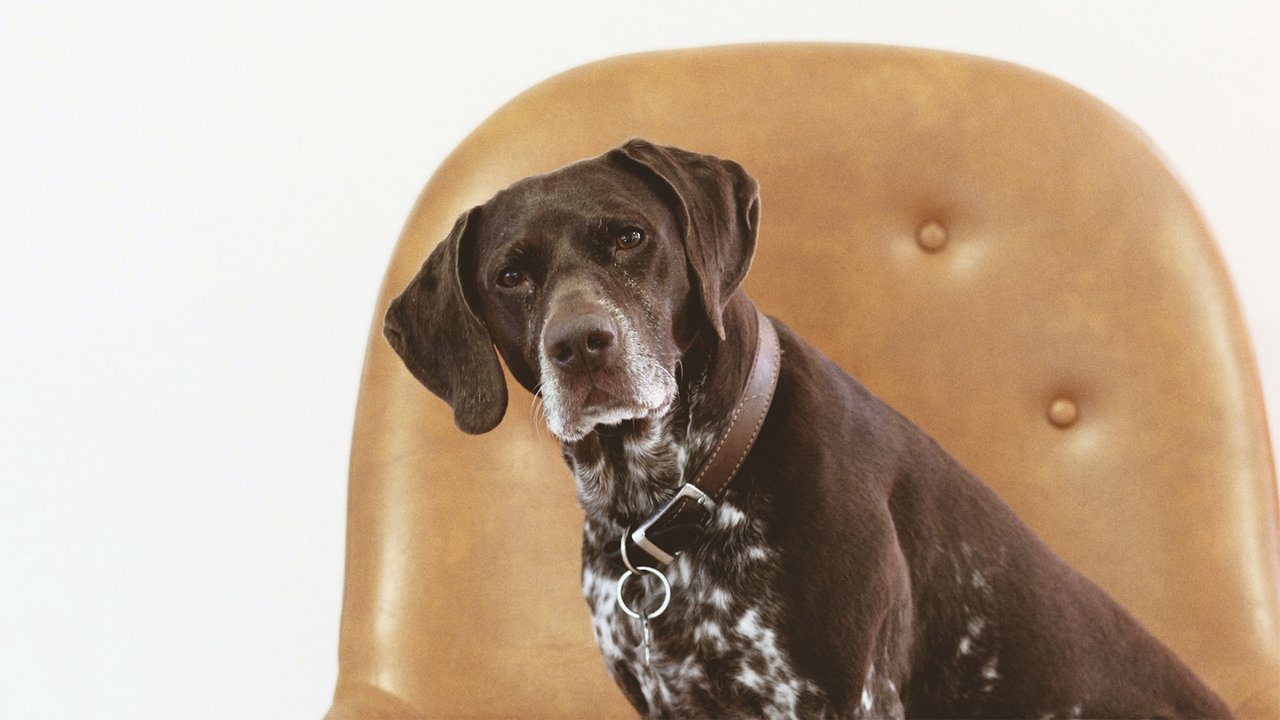 Собака сидит на стуле