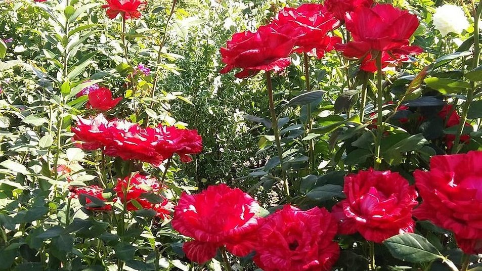 Květinový záhon s růžemi v zemi: nejlepší odrůdy, nápady na design, kombinace s jinými rostlinami (82 fotografií)