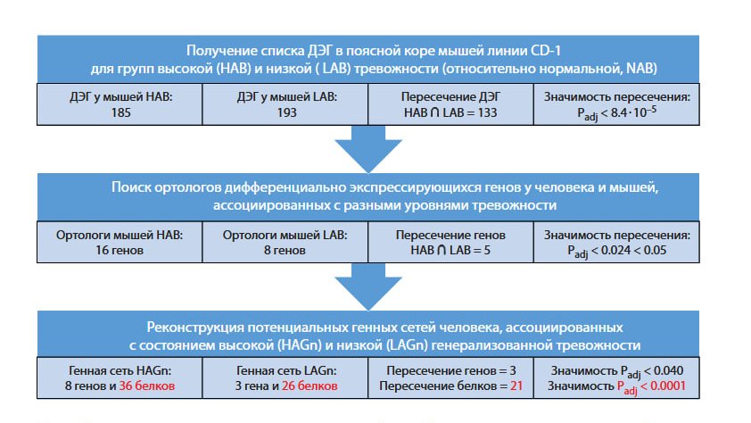 Схема генетической сети мышей Схема генетической сети мышей