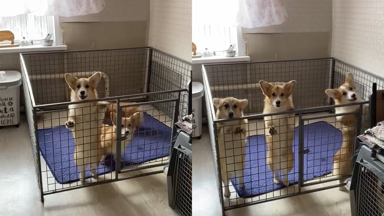 Корги встречает хозяйку