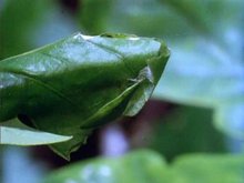 Кадр из BBC: Невидимая жизнь растений