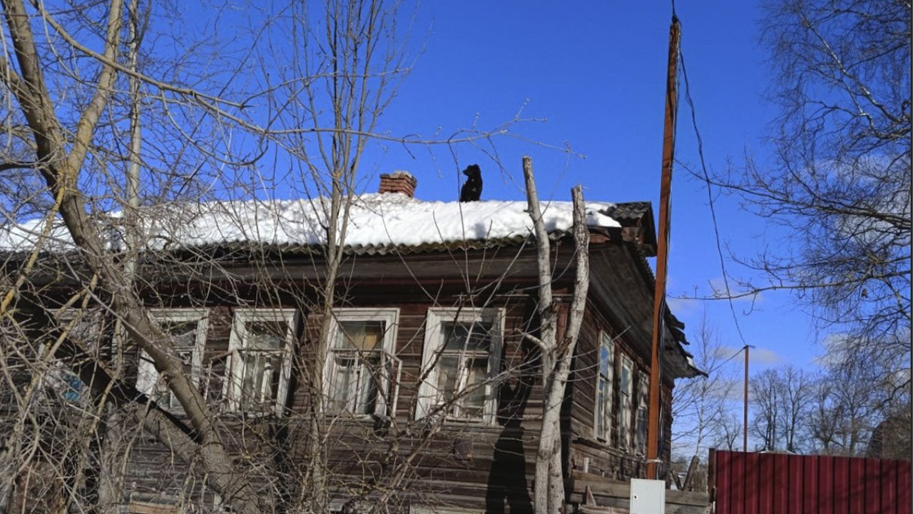 Собаки забрались на крышу дома и позвали на помощь