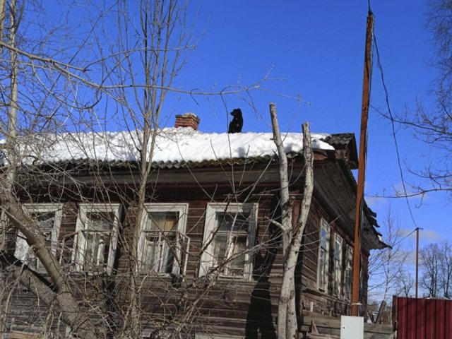 Собаки забрались на крышу дома и позвали на помощь под Тверью