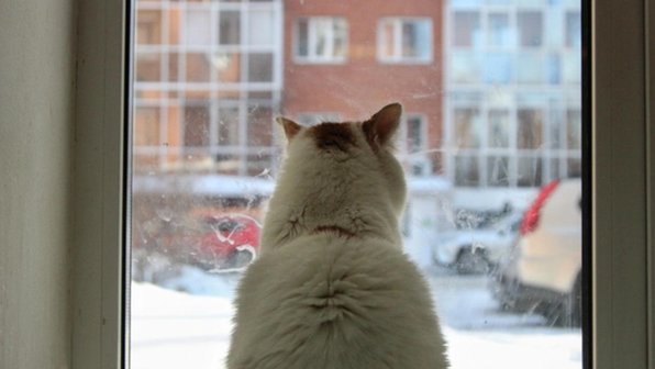 Томский приют порадовал «кошачьей милотой» в День котов