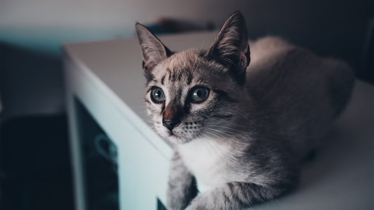 Кошка лежит на столе Кошка лежит на столе