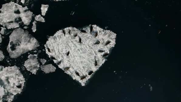 Отдыхающих нерп на льдине в форме сердца засняли Иркутские исследователи