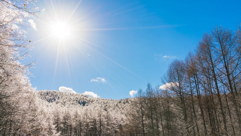 Лес в снегу и голубое небо с солнцем