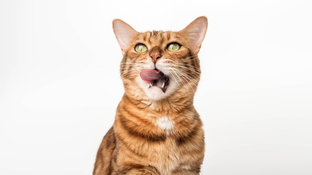 Кот Кот