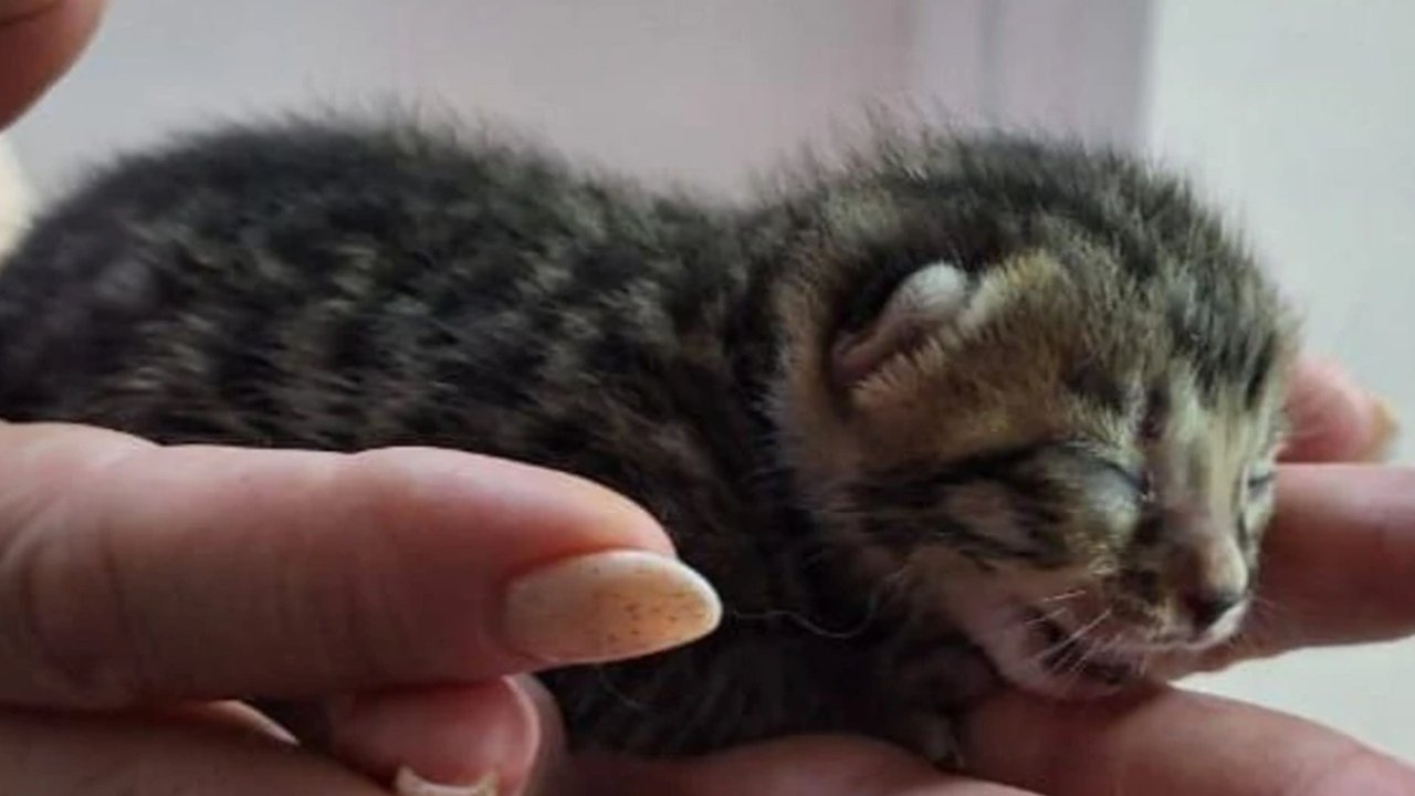 Маленький котенок лежит на руках Маленький котенок лежит на руках