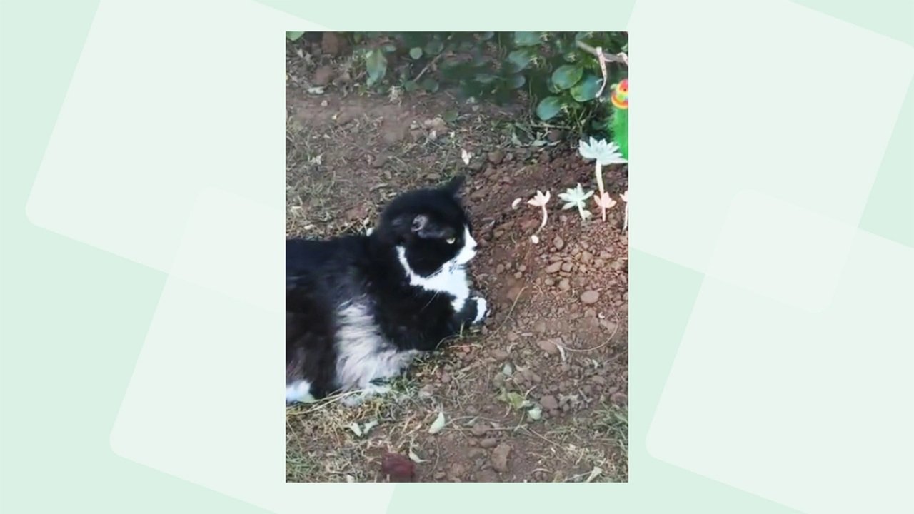 Кот Кот