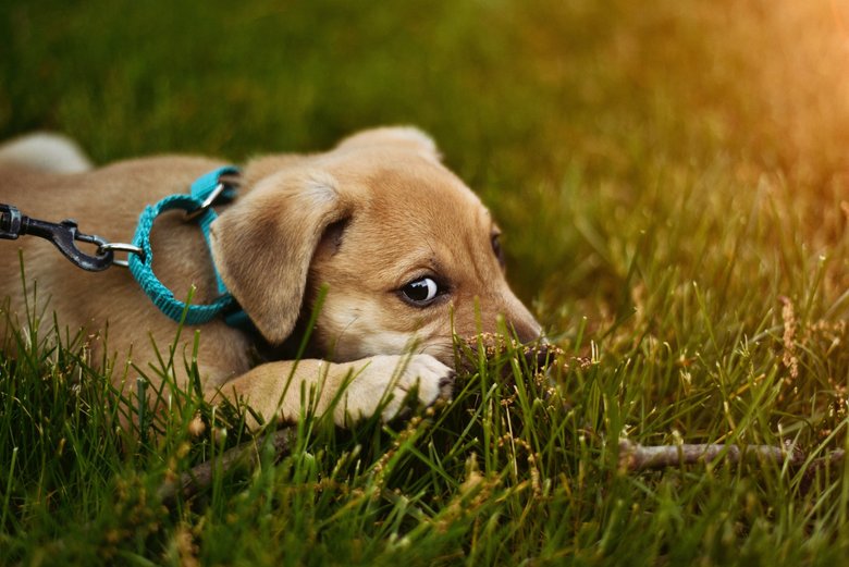 К чему снится собака — толкование сна по соннику про собак во сне | Леди  Mail.ru