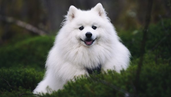 В Сети назвали 15 самых красивых пород собак