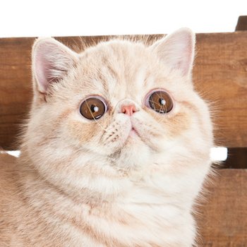 Экзотическая - описание породы кошек: характер, особенности поведения,  размер, отзывы и фото - Питомцы Mail.ru