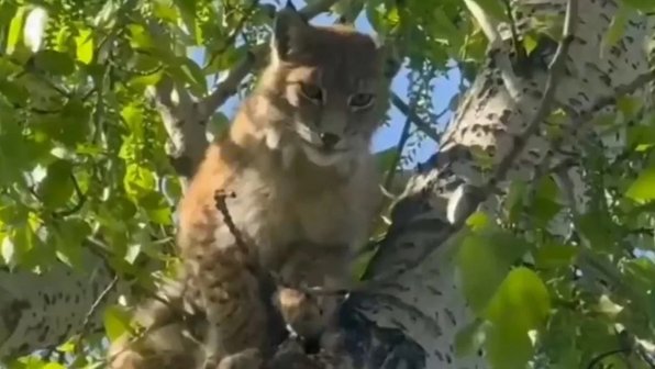 Рысь поймали в школе в иркутском предместье Радищева