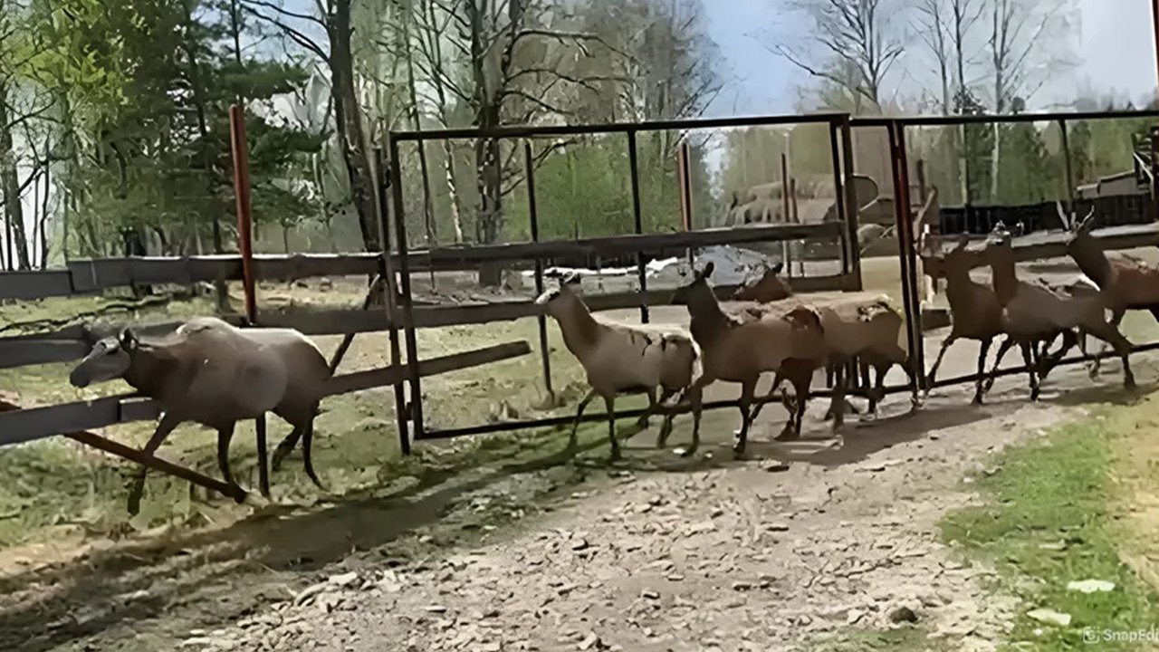 Маралы Маралы