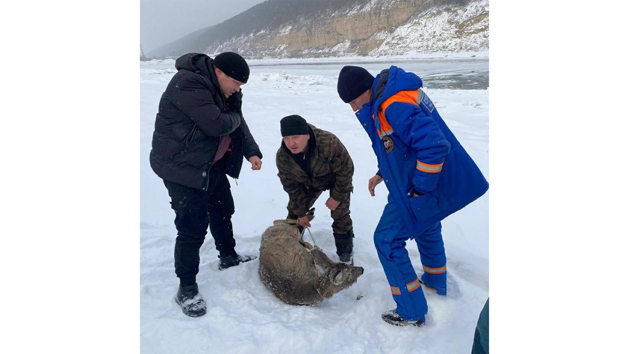 Под Иркутском спасли косулю, провалившуюся под лед