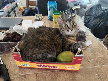 Кошка лежит в коробке