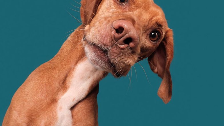 Pets.mail.ru Pets.mail.ru