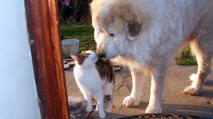 Дружба существует! Только посмотрите на эту парочку — кот по имени Зэбб и собака Шебус.
