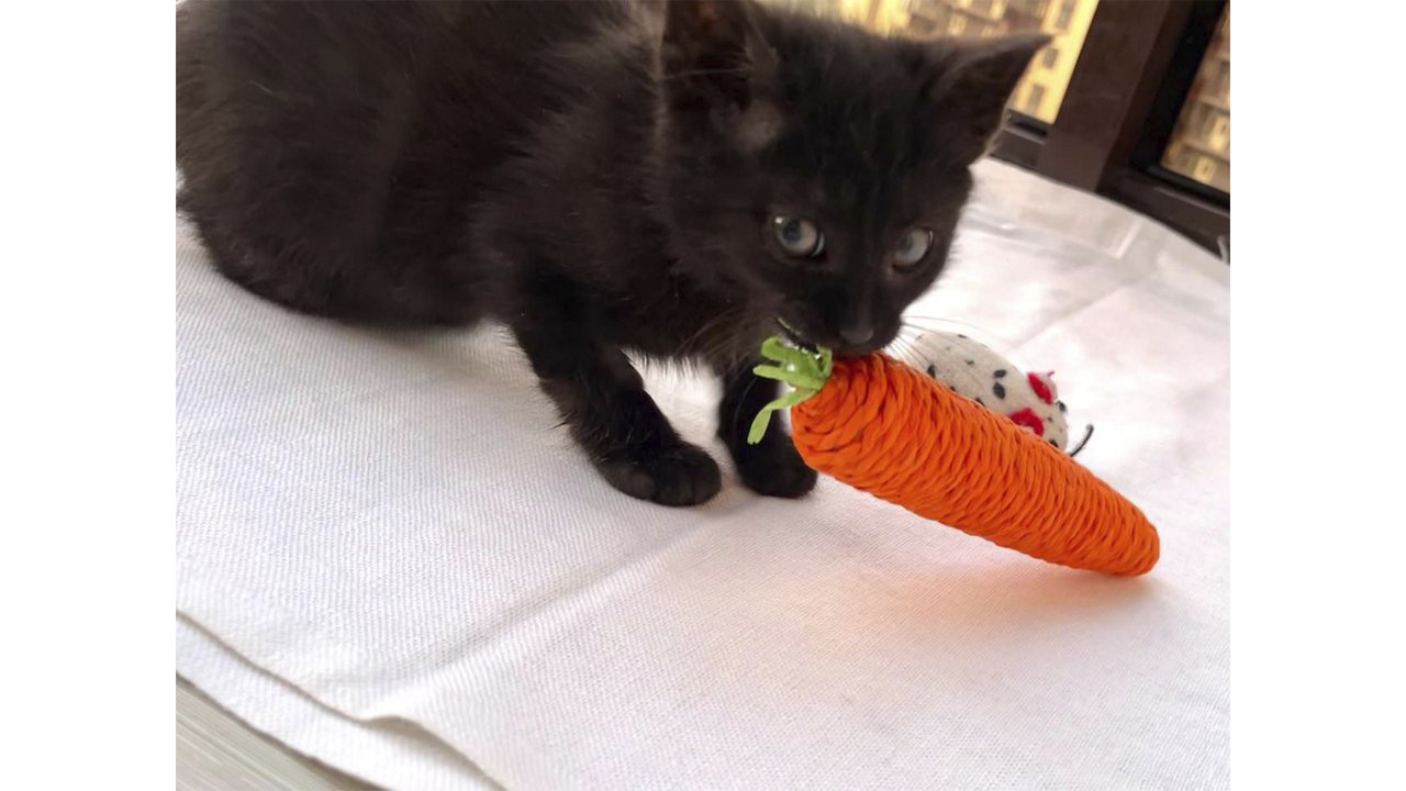 Черный котенок играет с морковкой