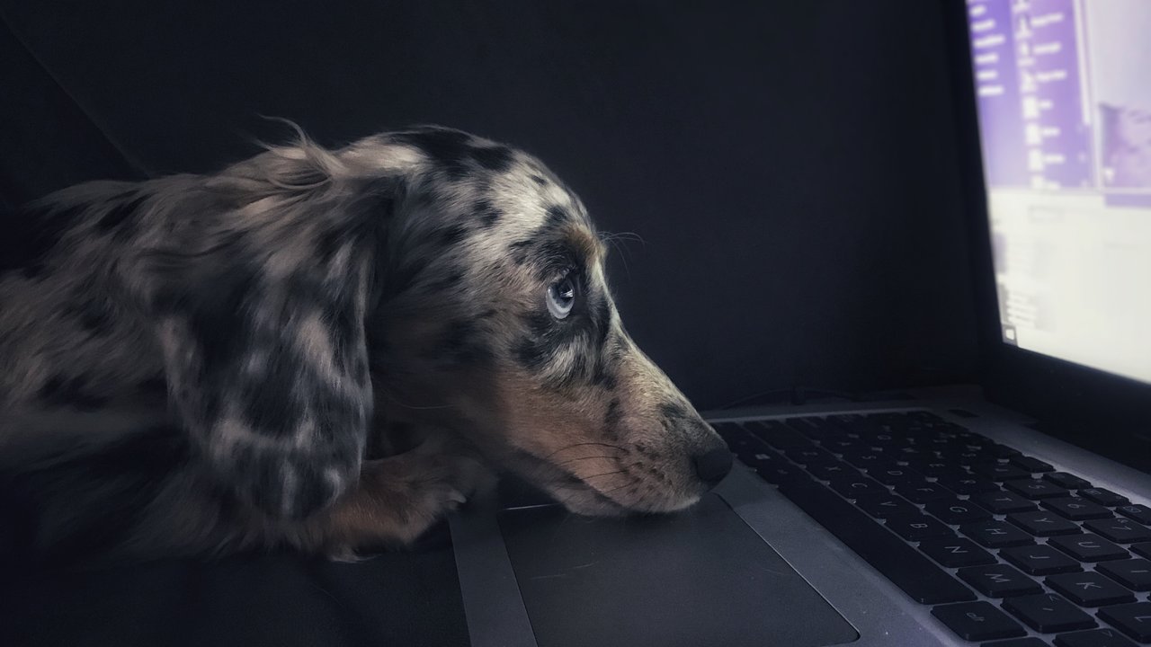 Собака смотрит в ноутбук