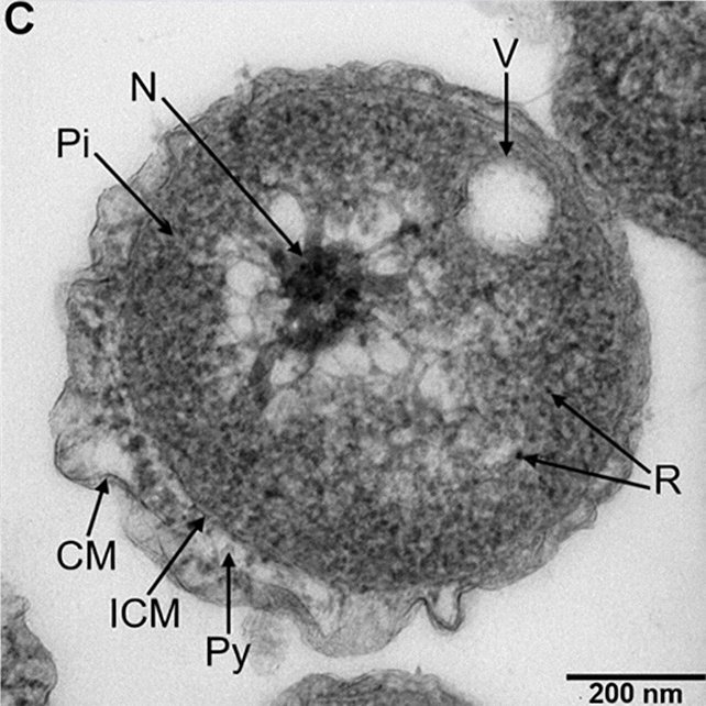 Poriferisphaera hetertotropicis.